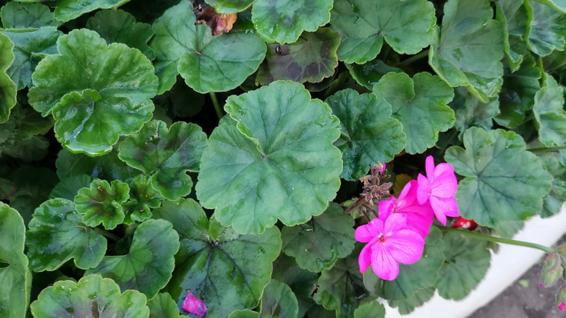 テンジクアオイの花 東京都大田区平和島公園