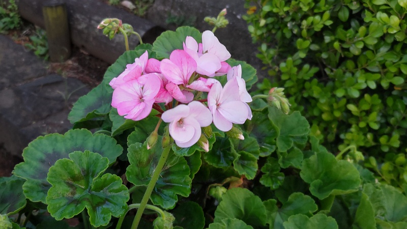 テンジクアオイの花 東京都大田区平和島公園