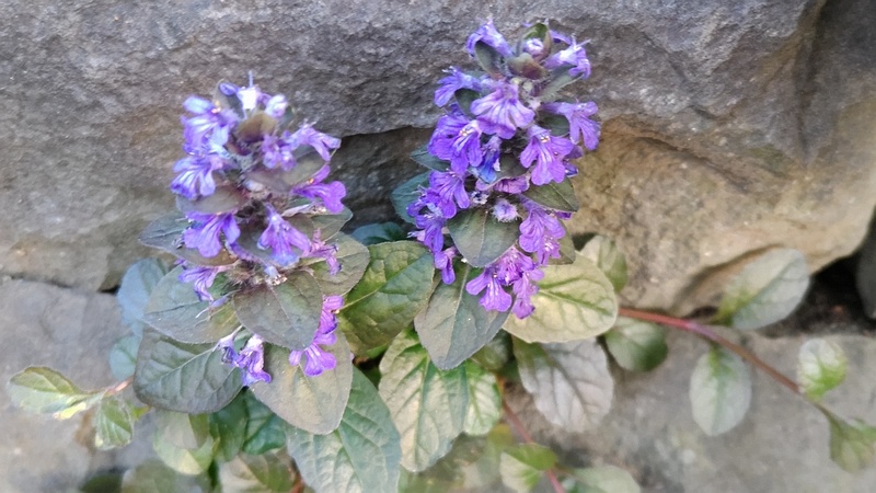 セイヨウジュウニヒトエの花 東京都大田区平和島公園