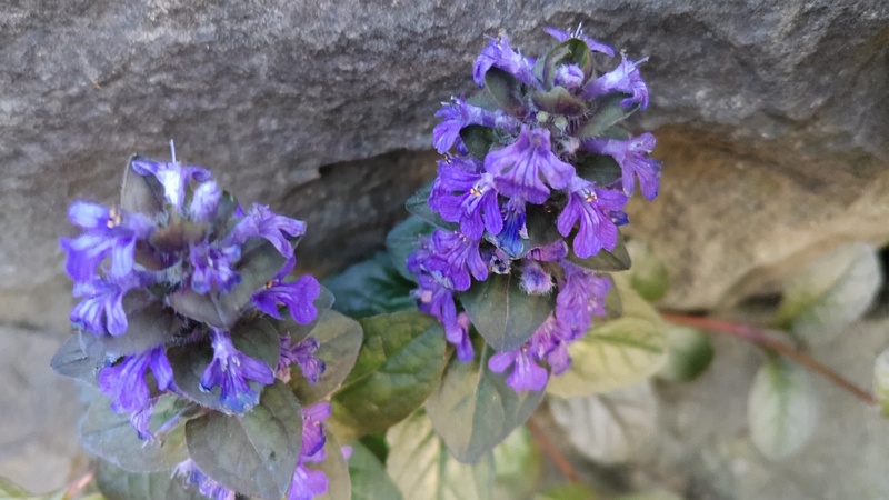 セイヨウジュウニヒトエの花 東京都大田区平和島公園