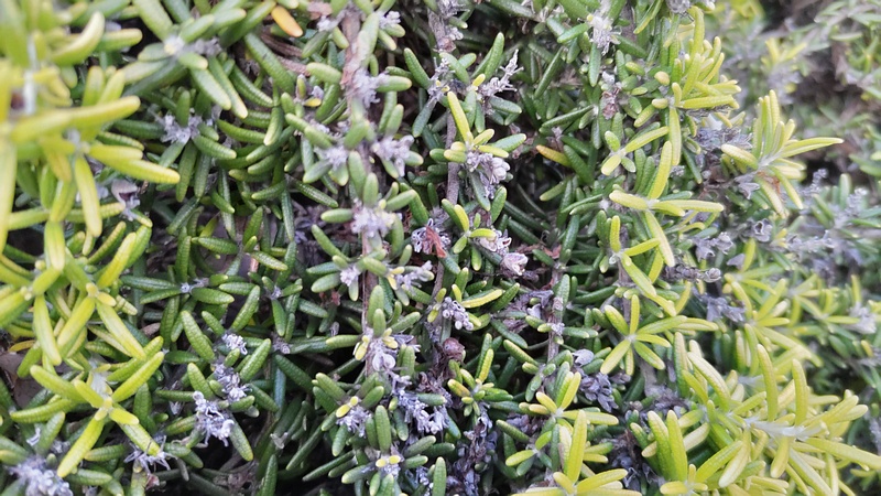 ローズマリー 東京都大田区平和島公園