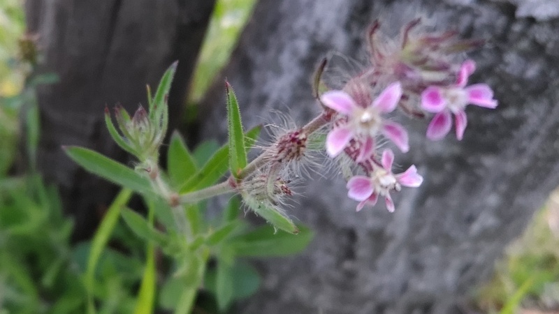マンテマの花 東京都大田区平和島公園