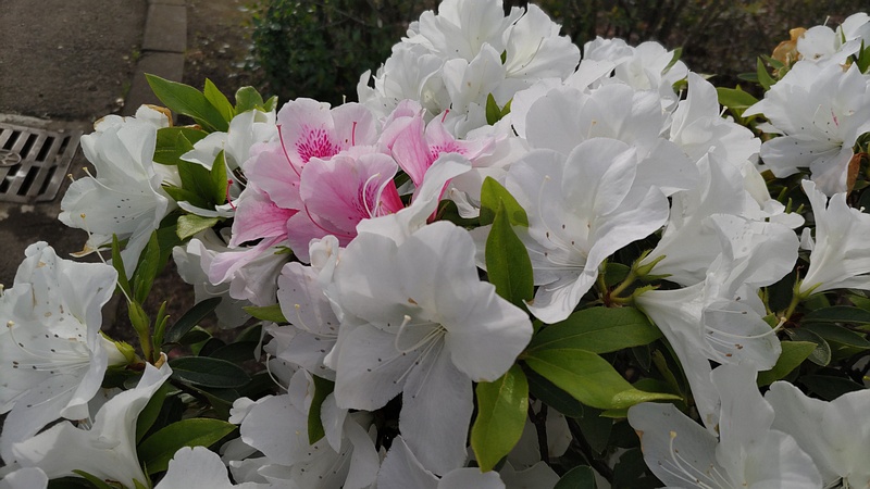 ツツジの花 東京都大田区平和島公園
