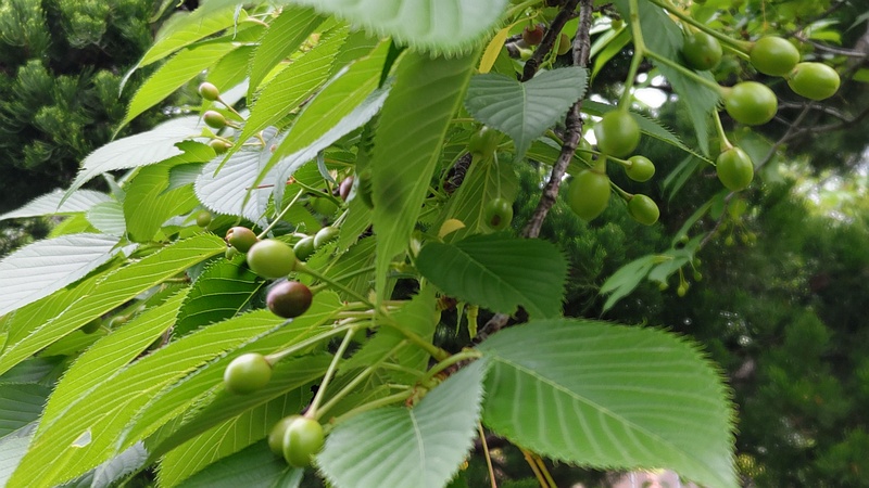 オオシマザクラの果実 東京都大田区平和島公園