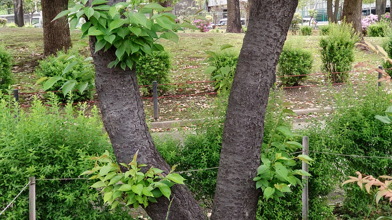 オオシマザクラの若枝 東京都大田区平和島公園