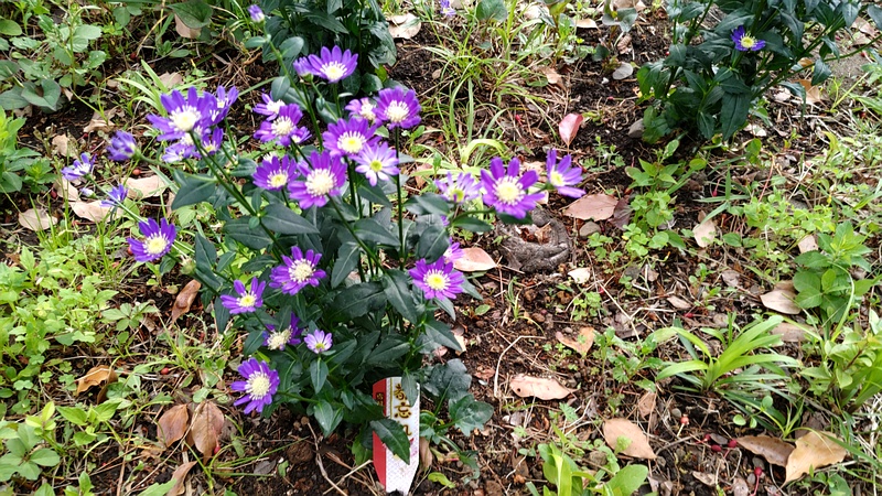 ミヤコワスレの花 東京都大田区平和島公園