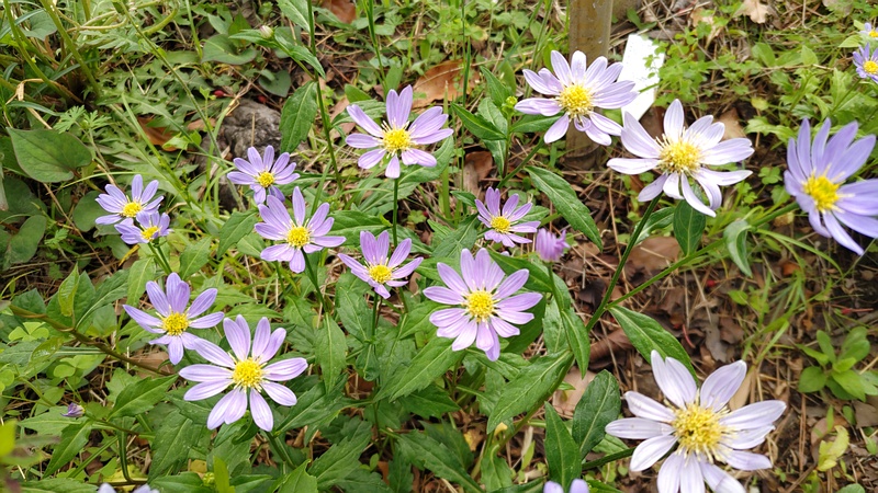 ミヤコワスレの花 東京都大田区平和島公園