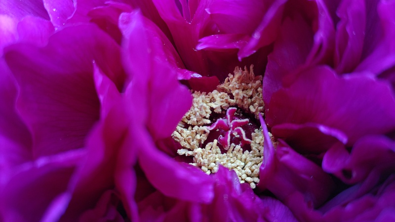 ボタンの花 東京都大田区平和島公園