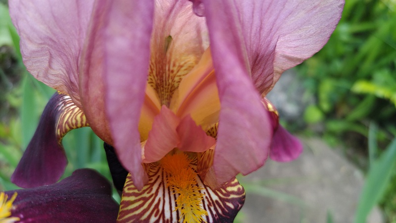 アヤメの花 東京都大田区平和島公園