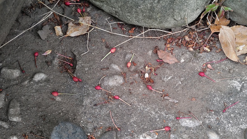 地面に落ちたオオシマザクラの果実 東京都大田区平和島公園