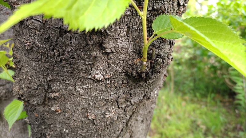 オオシマザクラの若枝 東京都大田区平和島公園