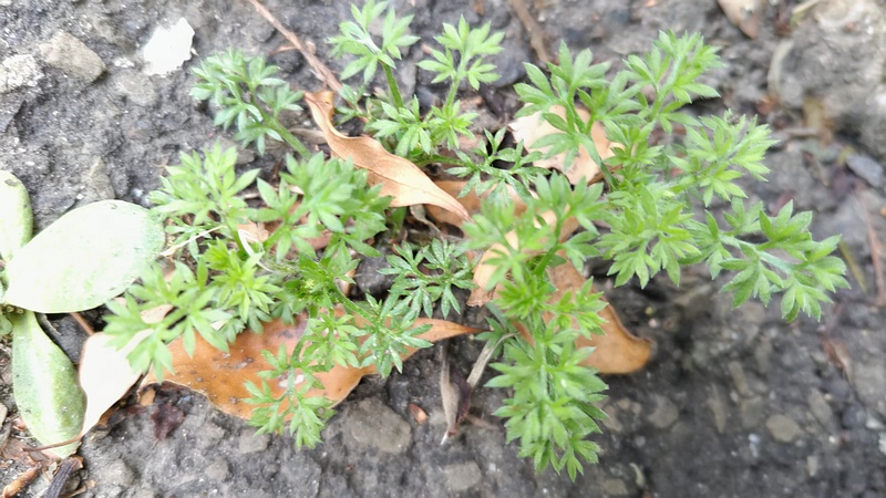 メリケントキンソウ 東京都大田区平和島公園