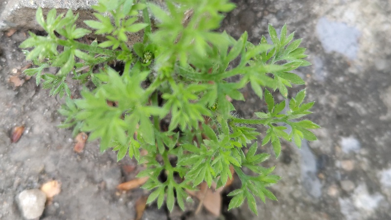 メリケントキンソウ 東京都大田区平和島公園