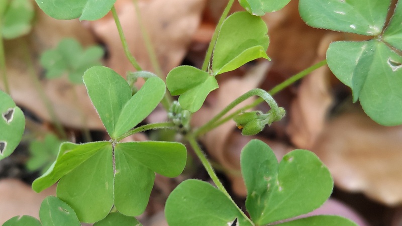 オッタチカタバミ 東京都大田区平和島公園