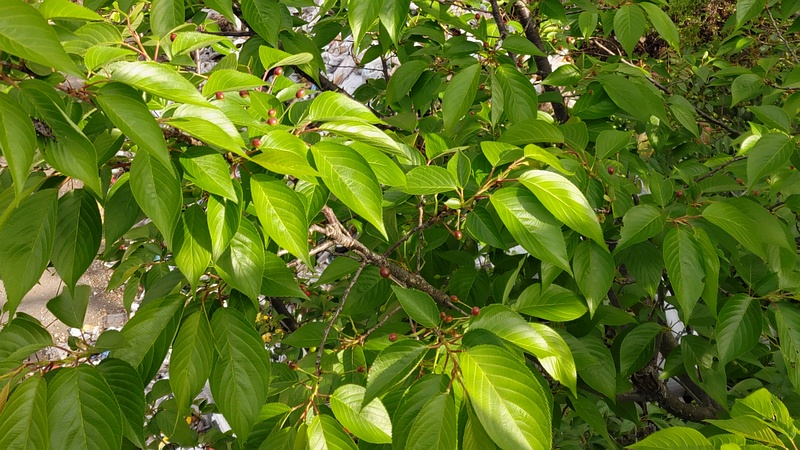 オオシマザクラの果実 東京都大田区平和島公園