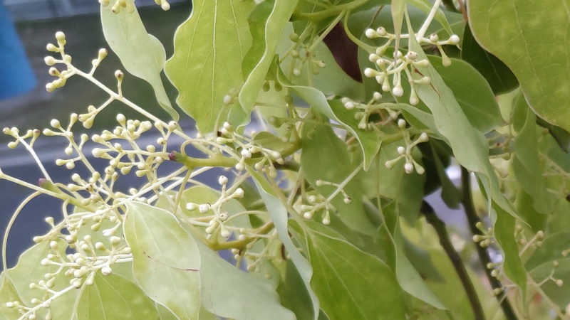 クスノキの蕾 東京都大田区平和の森公園