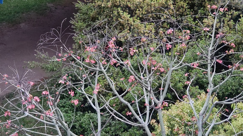 アオギリの新芽 東京都大田区平和の森公園