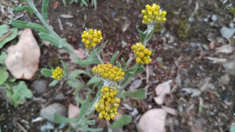 ハハコグサの花 東京都大田区平和の森公園