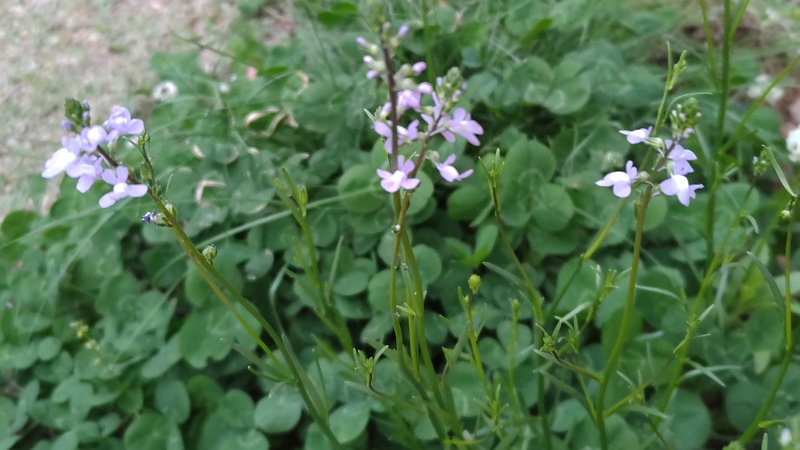 マツバウンランの花 東京都大田区平和の森公園