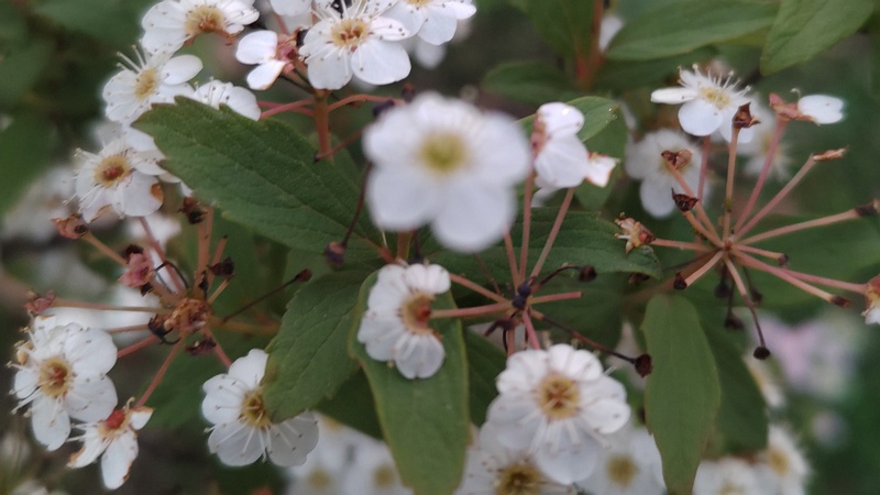コデマリの花 東京都大田区平和の森公園