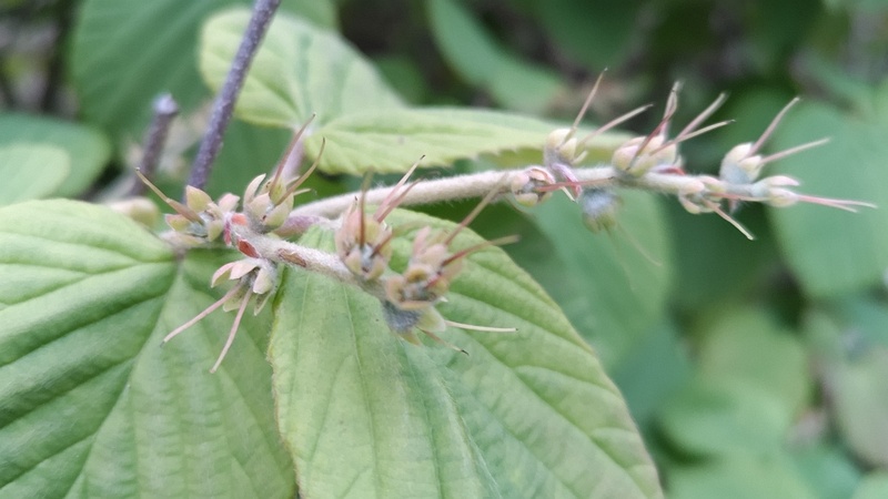 トサミズキの花後 東京都大田区平和の森公園
