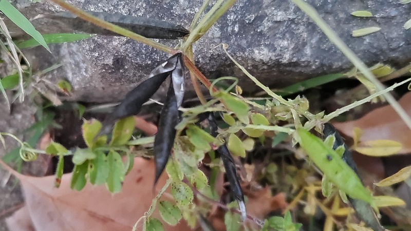 カラスノエンドウの果実 東京都大田区平和の森公園