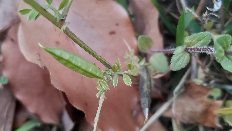 カラスノエンドウの果実 東京都大田区平和の森公園