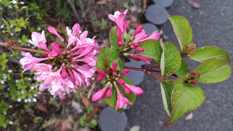 オオベニウツギの花 東京都大田区平和の森公園
