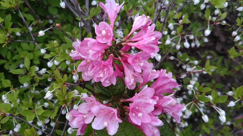 オオベニウツギの花 東京都大田区平和の森公園