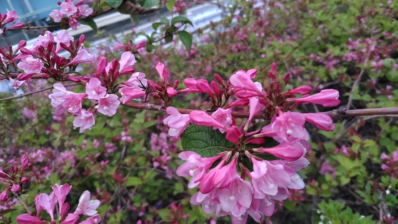 オオベニウツギの花 東京都大田区平和の森公園
