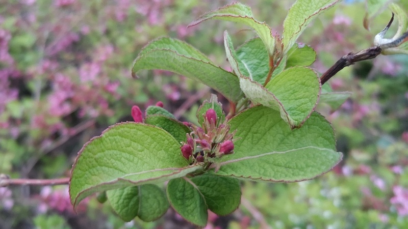 オオベニウツギの花 東京都大田区平和の森公園