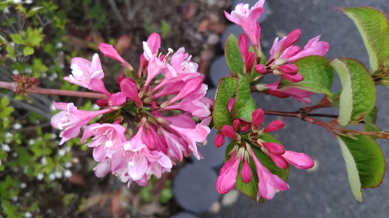オオベニウツギの花 東京都大田区平和の森公園