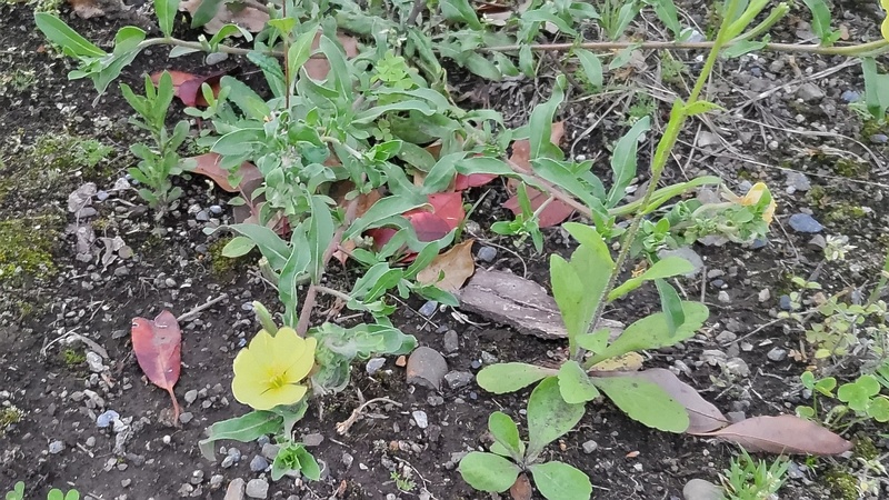 コマツヨイグサの花 東京都大田区平和の森公園