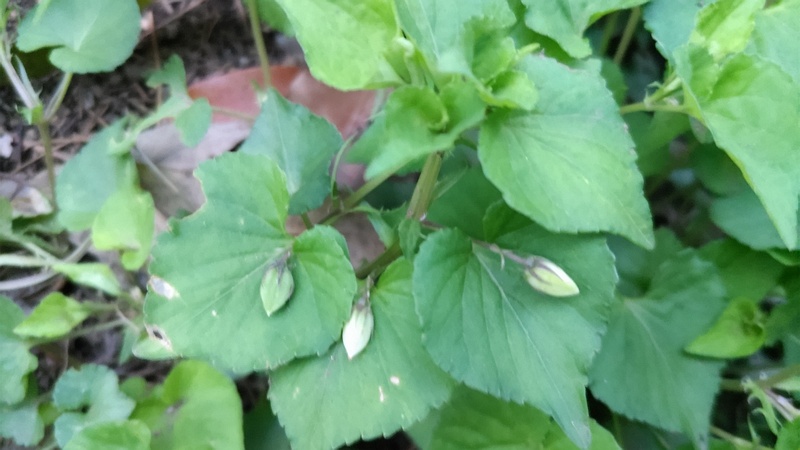 タチツボスミレ 東京都大田区平和の森公園