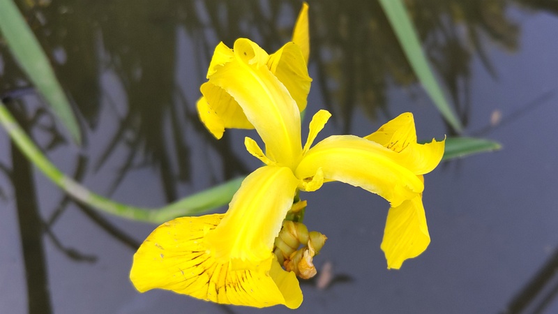 キショウブの花 東京都大田区平和の森公園