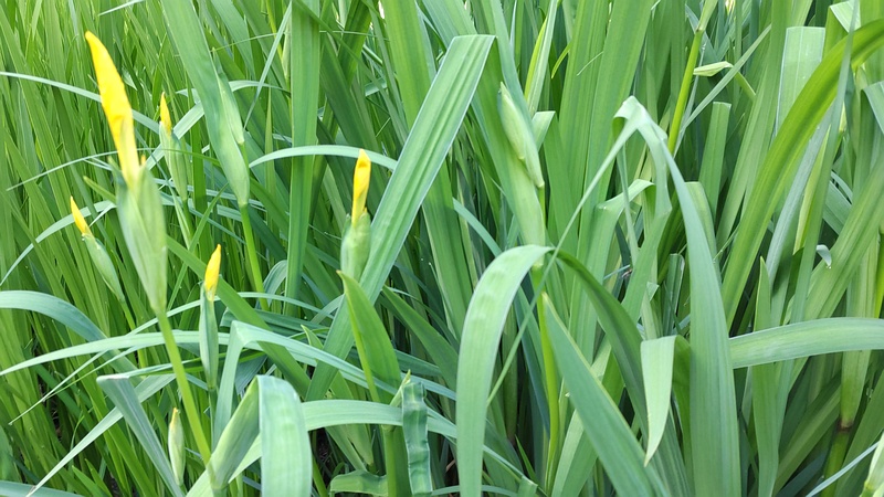 キショウブの蕾 東京都大田区平和の森公園