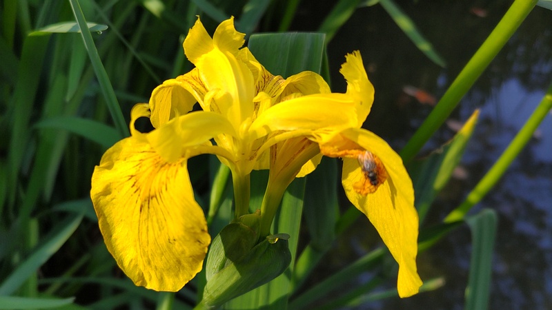 キショウブの花 東京都大田区平和の森公園