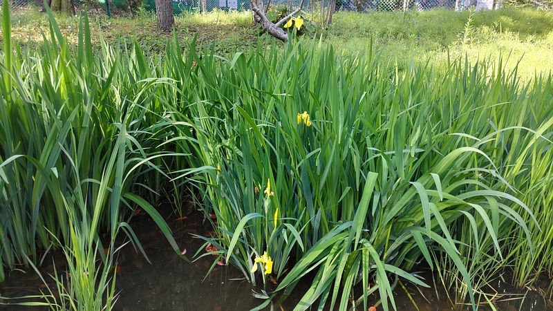 キショウブの花 東京都大田区平和の森公園