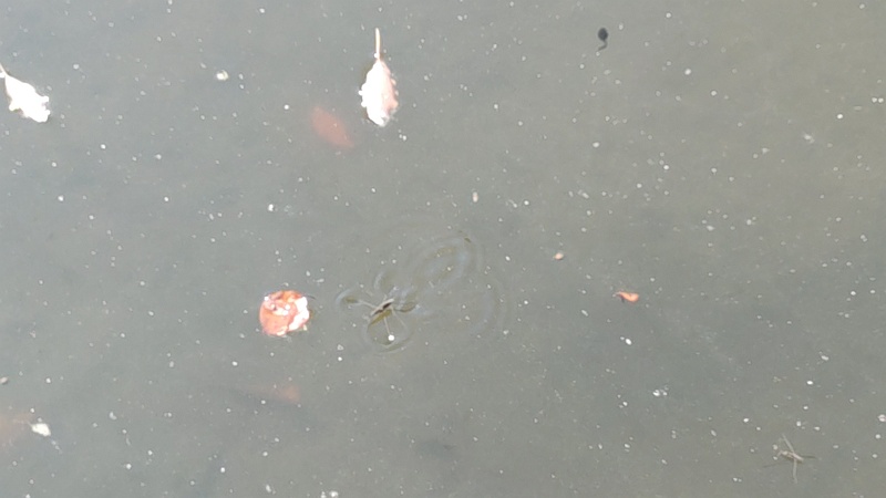 オタマジャクシとアメンボ 東京都大田区平和の森公園