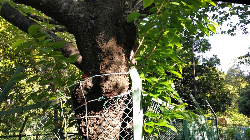 オオシマザクラの若枝 東京都大田区平和の森公園