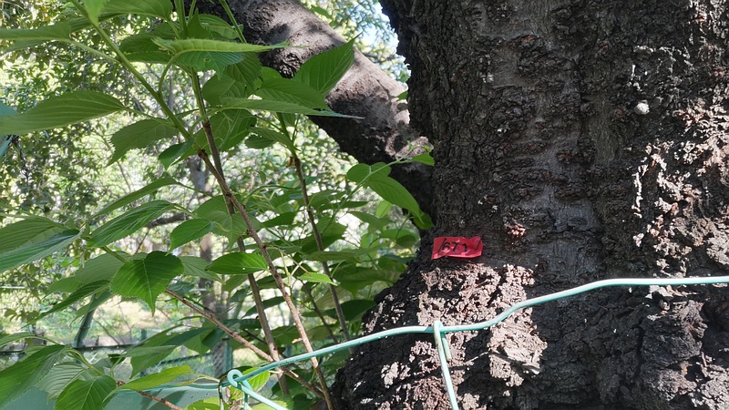 オオシマザクラの赤テープ 東京都大田区平和の森公園