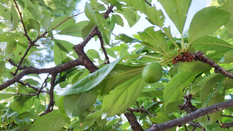 スモモの果実 東京都大田区平和の森公園