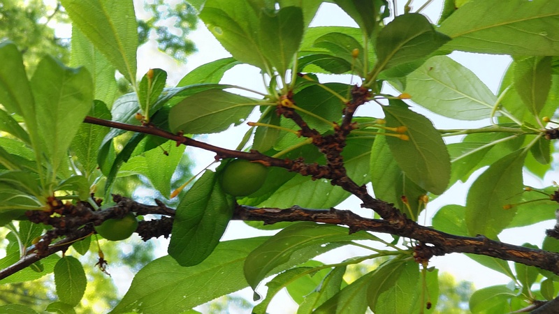 スモモの果実 東京都大田区平和の森公園