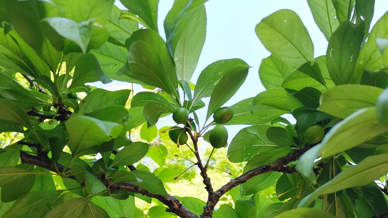 スモモの果実 東京都大田区平和の森公園
