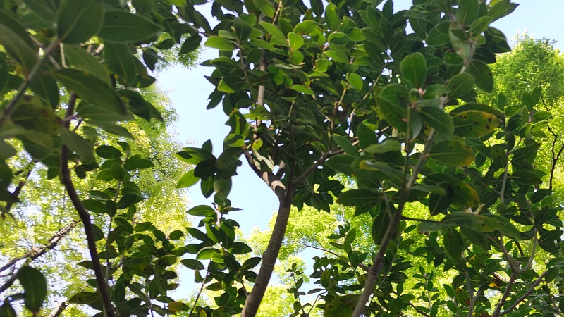 ゲッケイジュ 東京都大田区平和の森公園