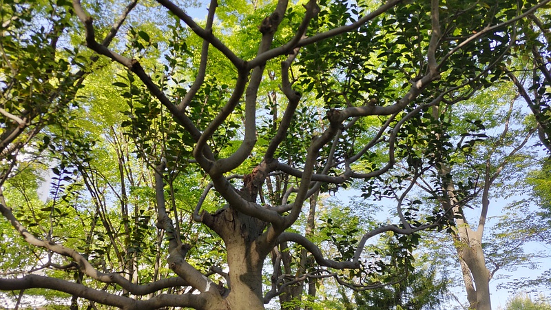 ゲッケイジュ 東京都大田区平和の森公園