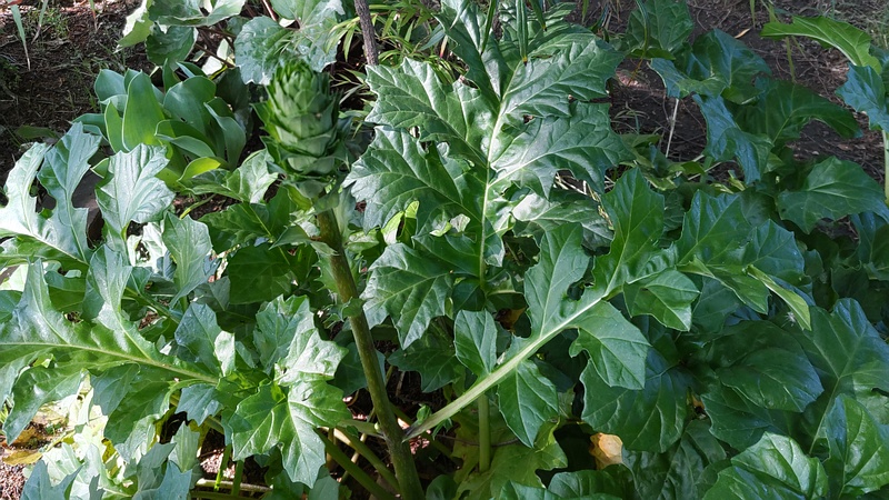 ハアザミ 東京都大田区平和の森公園