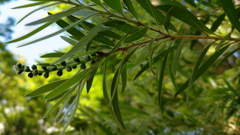 ブラシノキの蕾 東京都大田区平和の森公園