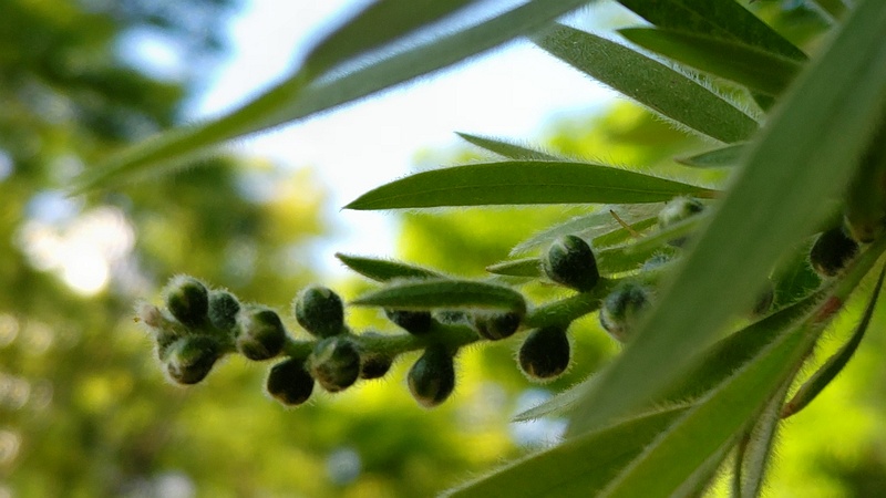 ブラシノキの蕾 東京都大田区平和の森公園