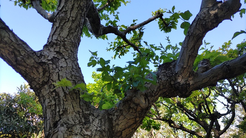 ノカイドウの蕾 東京都大田区平和の森公園